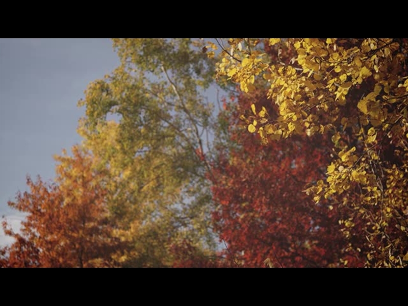 FALL COLORS VARIOUS TREES