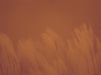 FALL FOCUS FUZZY GRASS CALM