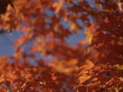 FALL FOCUS GOLDEN ORANGE