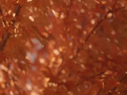 FALL FOCUS ORANGE BLUR