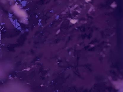 FALL FOCUS PURPLE NIGHT