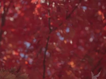 FALL FOCUS RED BLUR