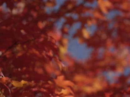 FALL FOCUS RED ORANGE