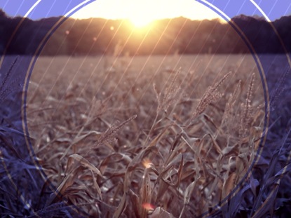 FALL HARVEST CORNFIELD SUNSET