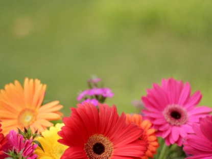 spring ppt background barca fontanacountryinn com spring ppt background