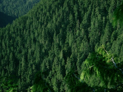 MOUNTAIN PINES CLOSEUP