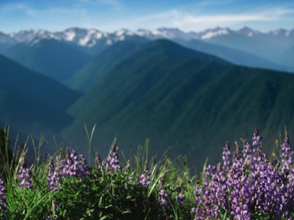MOUNTAIN PINES PURPLE FLOWER FOCUS