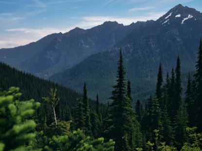 MOUNTAIN PINES TALLTREES