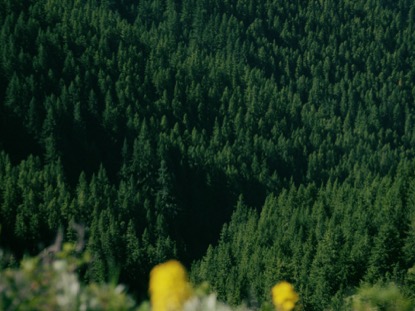 MOUNTAIN PINES YELLOW FLOWERS