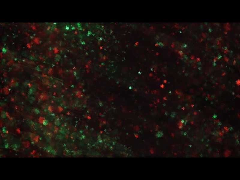 PAINT CANVAS CHRISTMAS COLORS