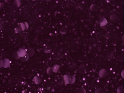 SNOWGLOBE MAGENTA RISE