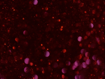 SNOWGLOBE RED PINK FLOW