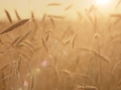 SUMMER WHEAT CLOSEUP FLARE