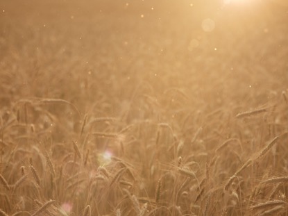 SUMMER WHEAT GOLDEN