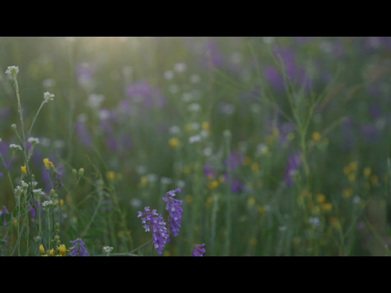 SUMMER WILDFLOWER COLORFUL