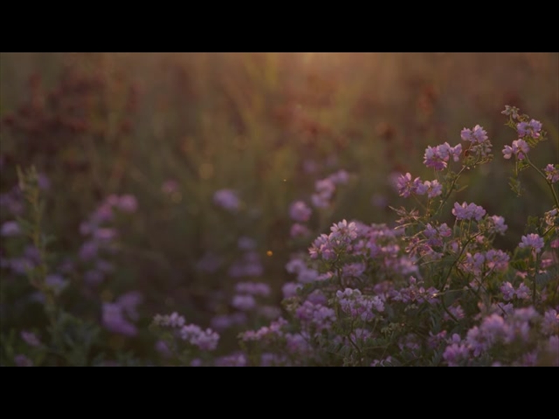 SUMMER WILDFLOWER PINK DUSK