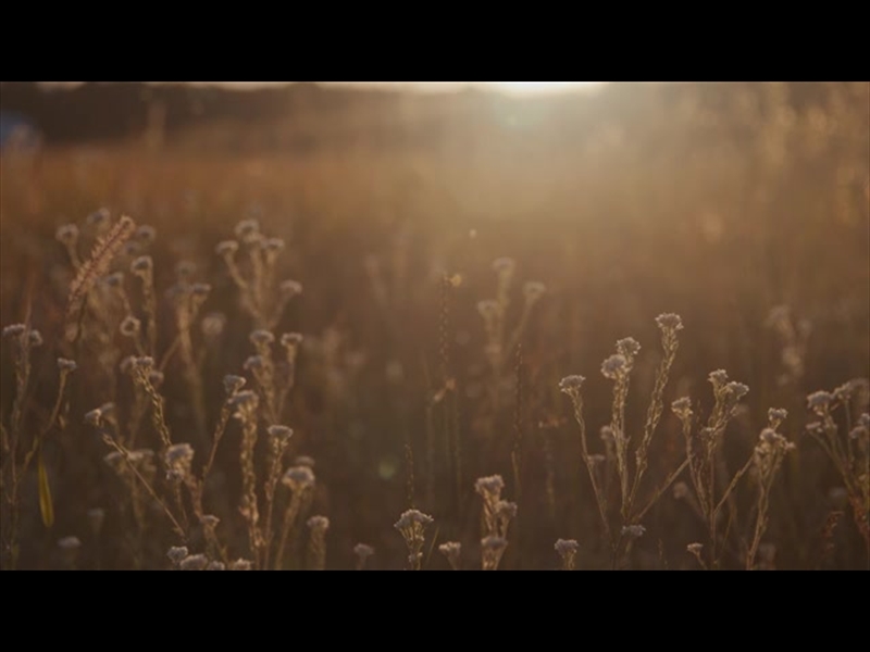 SUMMER WILDFLOWER WARM