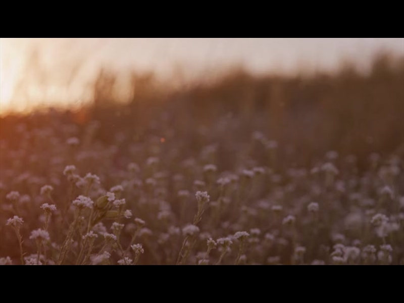 SUMMER WILDFLOWER WINDY