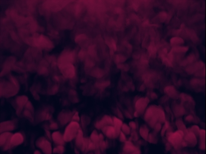 VAPOR RISING MAGENTA SLOW