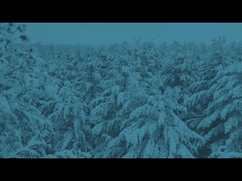 WINTER WOODS ICE BLUE