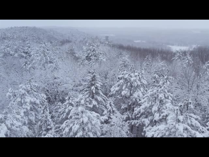 WINTER WOODS LONGPLAY