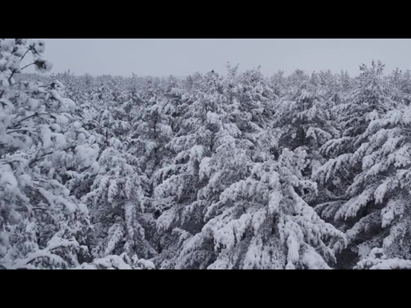 WINTER WOODS PINE PEAKS
