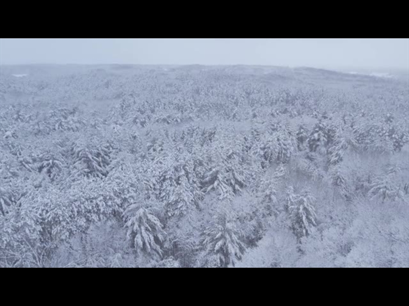 WINTER WOODS REVERSE AERIAL