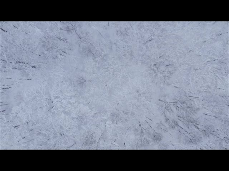 WINTER WOODS TREE TOPS