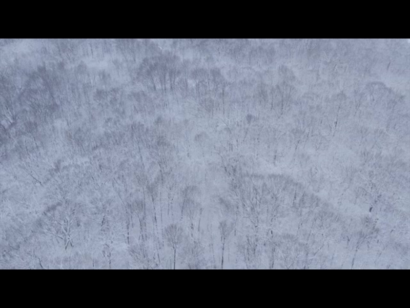 WINTER WOODS WIDE TREES