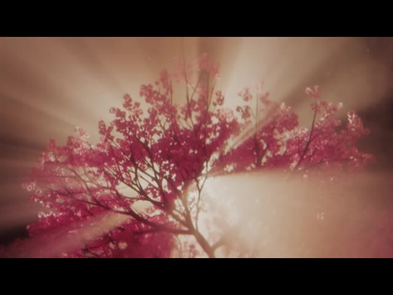 HOLY WEEK CHERRY BLOSSOMS