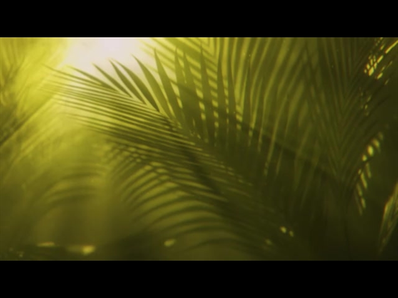 HOLY WEEK GREEN PALM