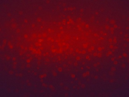 DEEP REDS ROTATING PARTICLES