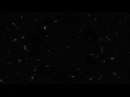 PRAISE ON PRAISE LOOP 5