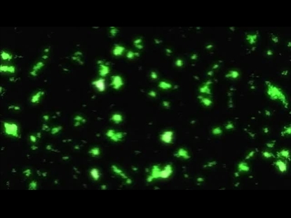 PRAISE ON PRAISE LOOP 9