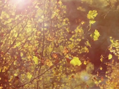 FALL BRANCH BACKGROUND