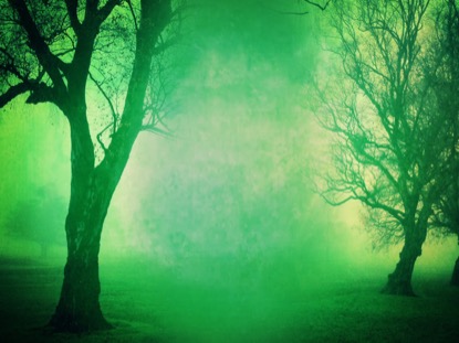 AUTUMN FOREST 12 MOTION