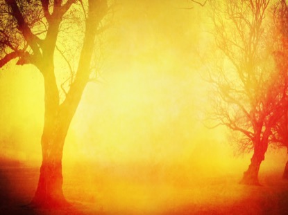 AUTUMN FOREST 8 MOTION