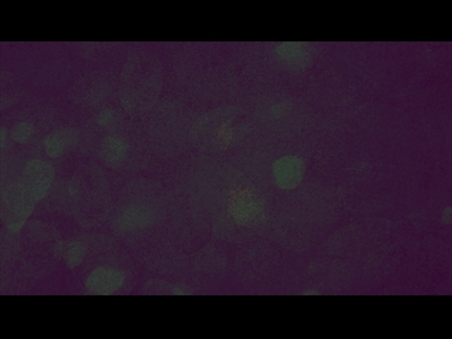 AUTUMN SPICE 12 MOTION