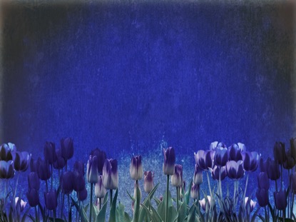 MOTHERS DAY TULIPS 1 MOTION