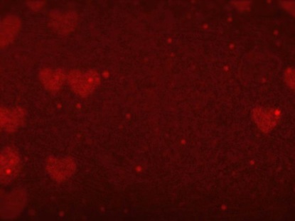 PARTICLE HEARTS