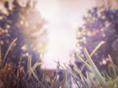 SUNLIT GRASS 2 MOTION