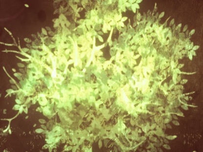 THANKSGIVING GRATITUDE 7 MOTION