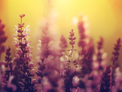 VIBRANT BLOOMS MOTION 2