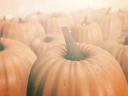 PUMPKIN PATCH