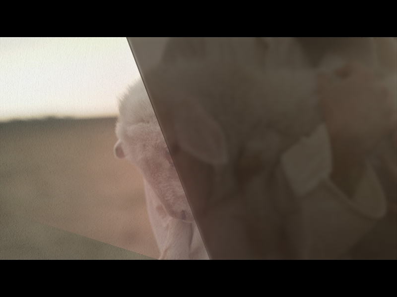 THE BEAUTIFUL EMPTY: LAMB