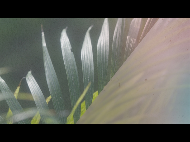 THE BEAUTIFUL EMPTY: PALM