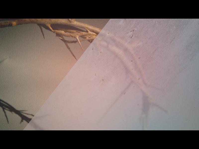 THE BEAUTIFUL EMPTY: THORNS