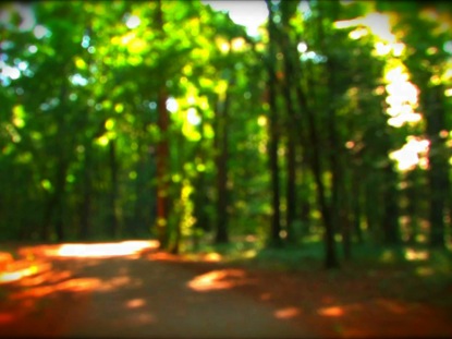 FOREST PATH