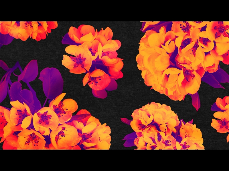 BOLD BLOOMS LOOP 07