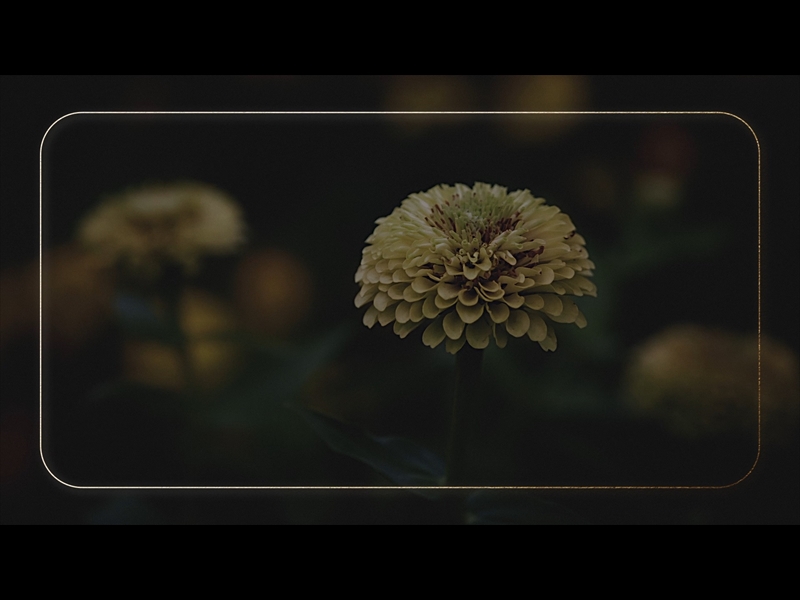 EBONY FLORAL: LOOP 01